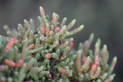 Tecticornia halocnemoides