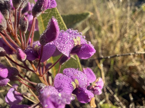 False Sarsaparilla