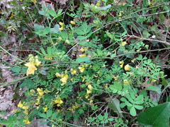 Hippocrepis emerus