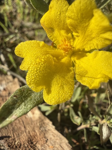 grey guinea flower