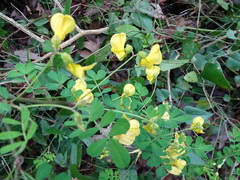Hippocrepis emerus