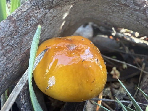 Cortinarius sinapicolor