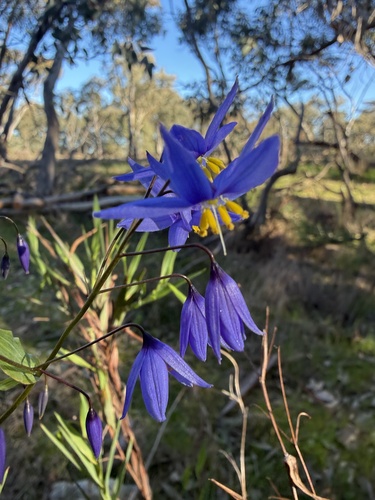nodding blue lily
