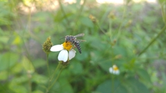 Synocoelioxys