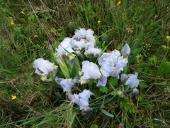 Iris lutescens