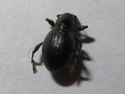 Black Marram Weevil, Wassenaar, Nederland, photo 10 of 10