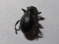 Otiorhynchus atroapterus