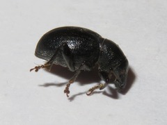 Otiorhynchus atroapterus