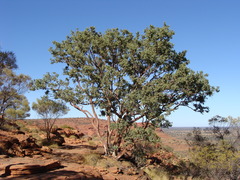 Corymbia aparrerinja