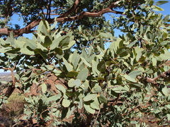 Corymbia aparrerinja