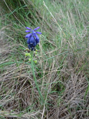 Muscari neglectum