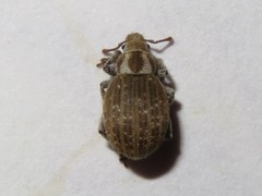 Philopedon plagiatum