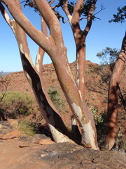 Corymbia aparrerinja