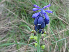 Muscari neglectum