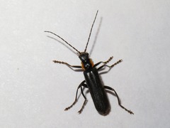 Cantharis paradoxa