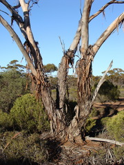 Eucalyptus brachycalyx