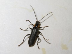 Cantharis paradoxa