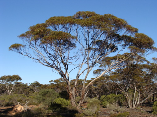 Eucalyptus pleurocorys