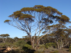 Eucalyptus brachycalyx