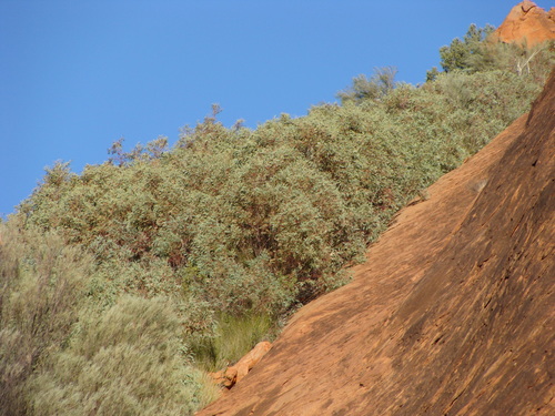 Eucalyptus gillenii, 2008-06-28
