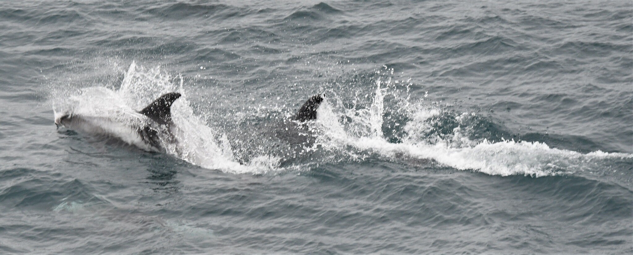 Lagenorhynchus albirostris
