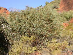 Eucalyptus gillenii