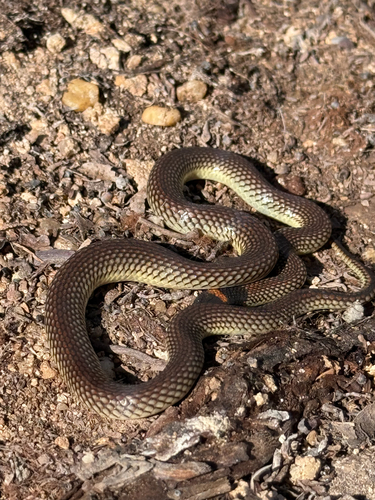 Red-naped Snake