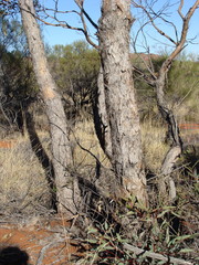 Eucalyptus mannensis mannensis