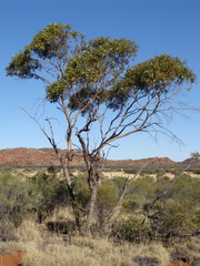 Eucalyptus mannensis mannensis