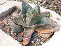 Gasteria excelsa