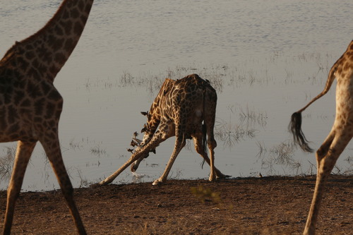 Southern Giraffe