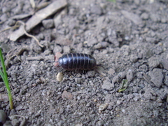 Armadillidiidae