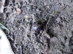Armadillidiidae
