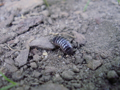Armadillidiidae