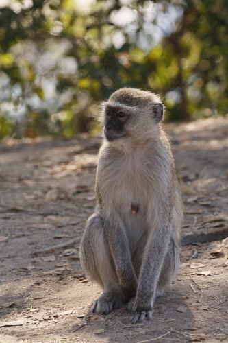Vervet Monkey