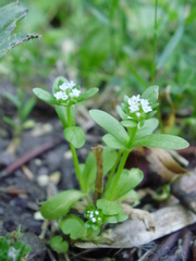 Valerianella