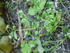 Valerianella