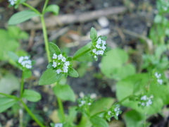 Valerianella