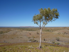 Corymbia opaca