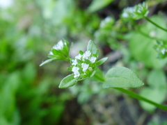 Valerianella