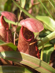 Nepenthes