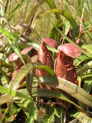 Nepenthes