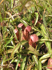 Nepenthes