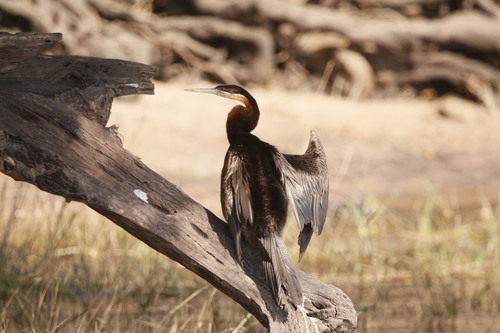 iNaturalist image