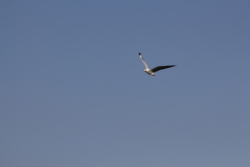 iNaturalist image
