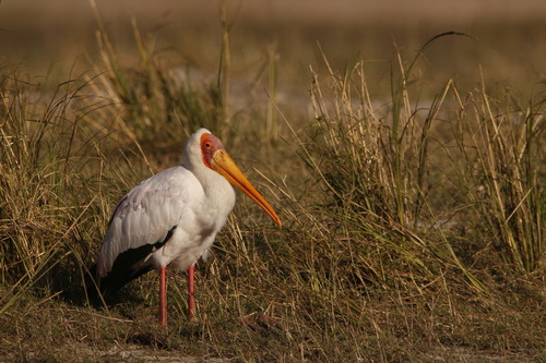 iNaturalist image