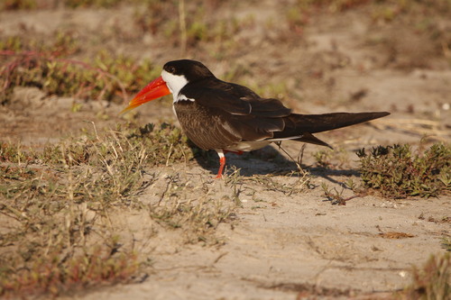 African Skimmer