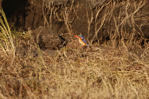 iNaturalist image