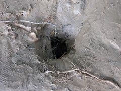 Nerodia sipedon