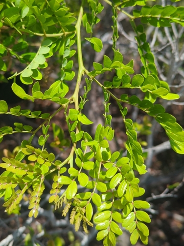 Vachellia choriophylla